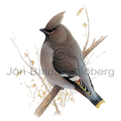 Waxwing - Bombycilla garrulus - Passerines - Bombycillidae