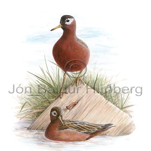 Grey Phalarope Red Phalarope - Phalaropus fulicarius - Waders - Scolopacidae
