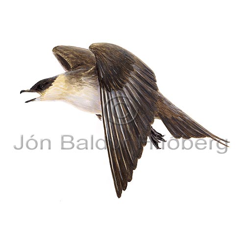 Arctic Skua Parasitic Jaeger - Stercorarius parasiticus - Gulls - Stercorariidae