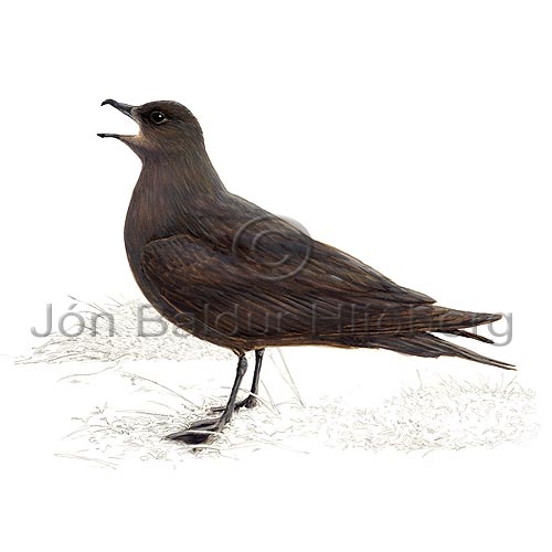 Arctic Skua Parasitic Jaeger - Stercorarius parasiticus - Gulls - Stercorariidae