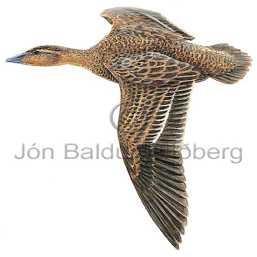 Common Eider - Somateria mollissima - ducksandallies - Anatidae