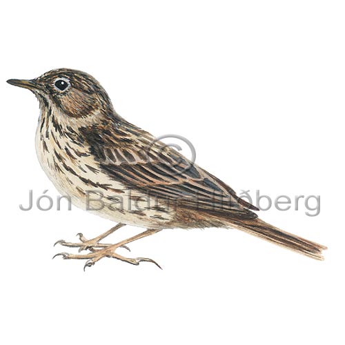 Meadow Pipit - Anthus pratensis - Passerines - Turdidae