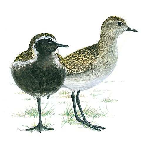 Golden Plover Eurasian Golden Plover - Pluvialis apricaria - Waders - Charadriidae