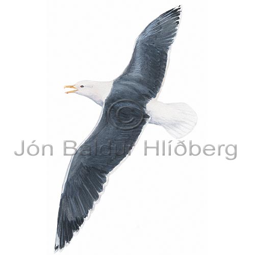 Lesser Black-backed Gull - Larus fuscus - Gulls - Laridae