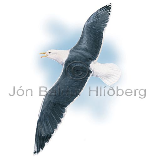 Lesser Black-backed Gull - Larus fuscus - Gulls - Laridae