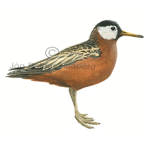 Grey Phalarope Red Phalarope - Phalaropus fulicarius - Waders - Scolopacidae