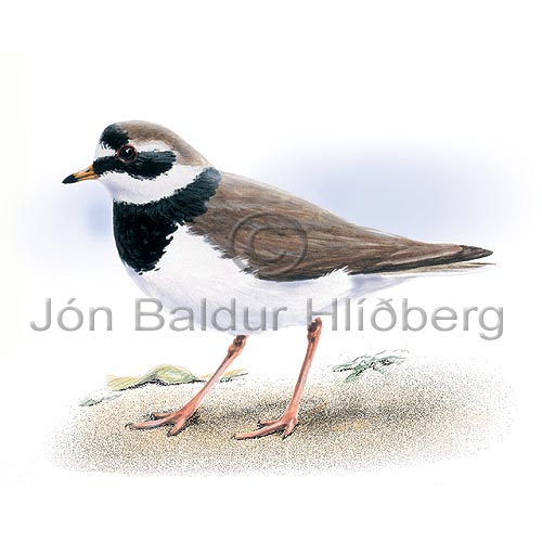 Ringed Plover - Charadrius hiaticula - Waders - Scolopacidae