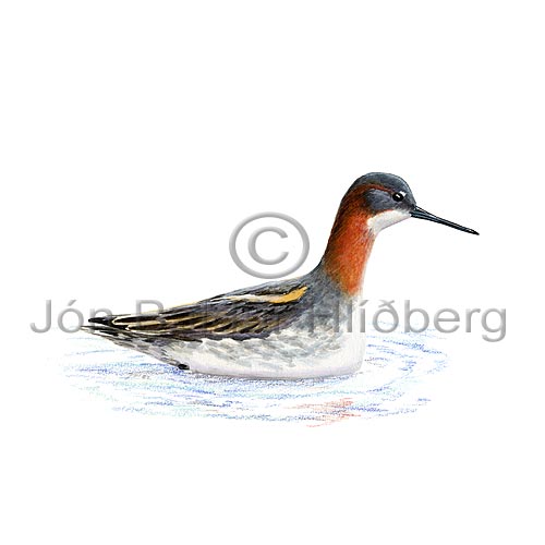 Red-necked Phalarope Northern Phalarope - Phalaropus lobatus - Waders - Scolopacidae