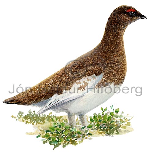  Rock Ptarmigan - Lagopus mutus - otherbirds - Tetraonidae