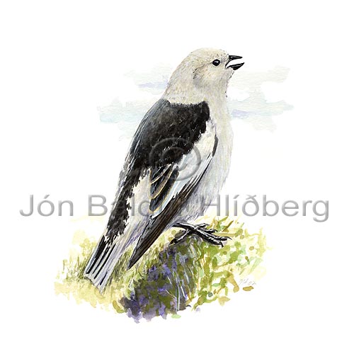 Snow Bunting - Plectrophenax nivalis - Passerines - Emberizidae