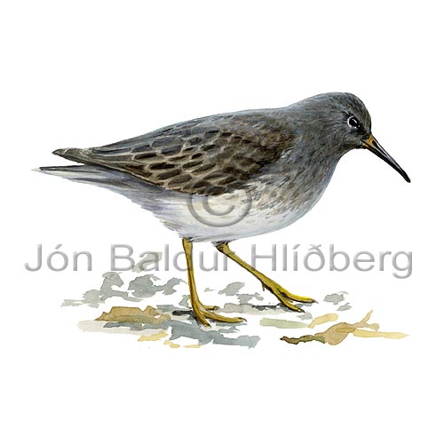 Purple Sandpiper - Calidris maritima - Waders - Scolopacidae