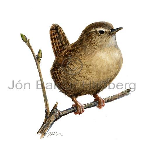 Wren Winter Wren - Troglodytes troglodytes - Passerines - Troglodytidae