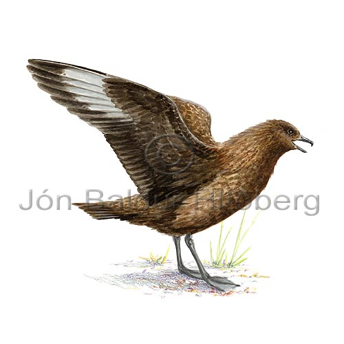 Great Skua - Stercorarius skua - Gulls - Stercorariidae