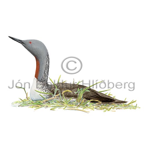 Red throated diver  Red throated Loon - Gavia stellata - otherbirds - Gaviidae