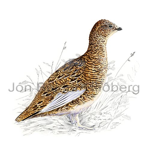  Rock Ptarmigan - Lagopus mutus - otherbirds - Tetraonidae