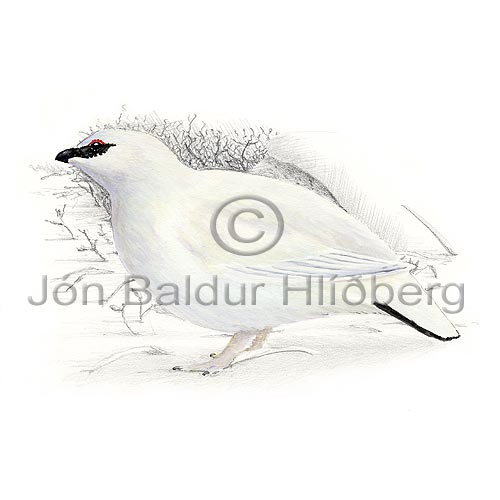  Rock Ptarmigan - Lagopus mutus - otherbirds - Tetraonidae