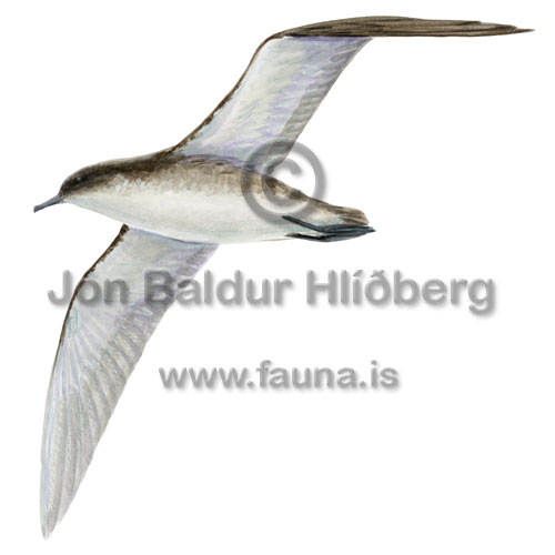 Mediterranean Shearwater - Puffinus yelkouan - otherbirds - Procellariidae