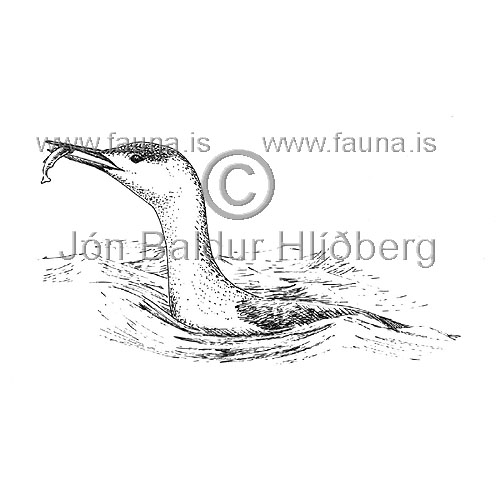 Lmur - Gavia stellata - adrirfuglar - Brsar
