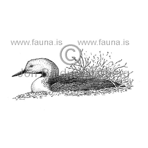 Red throated diver  Red throated Loon - Gavia stellata - otherbirds - Gaviidae