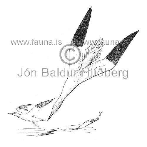 Gannet - Sula bassana - Velji category - Sulidae