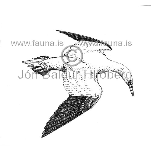 Gannet - Sula bassana - Velji category - Sulidae