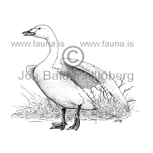  Whooper swan -  Cygnus cygnus - ducksandallies - Anatidae