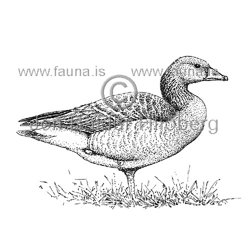 Grey-lag Goose - Anser anser - ducksandallies - Anatidae