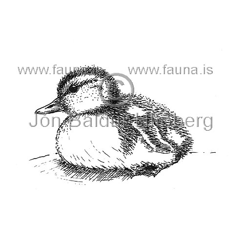 Mallard - Anas platyrhynchos - ducksandallies - Anatidae