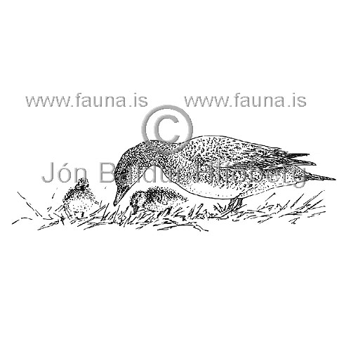 European Widgeon - Anas penelope - ducksandallies - Anatidae