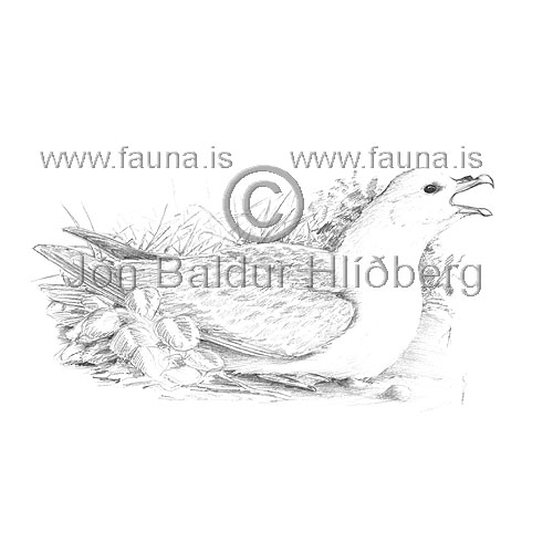 Fýll -  Fulmarus glacialis - adrirfuglar - Fýlingjaætt