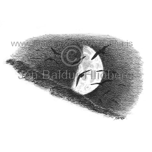 Storm Petrel - Hydrobates pelagicus - otherbirds - Hydrobatidae