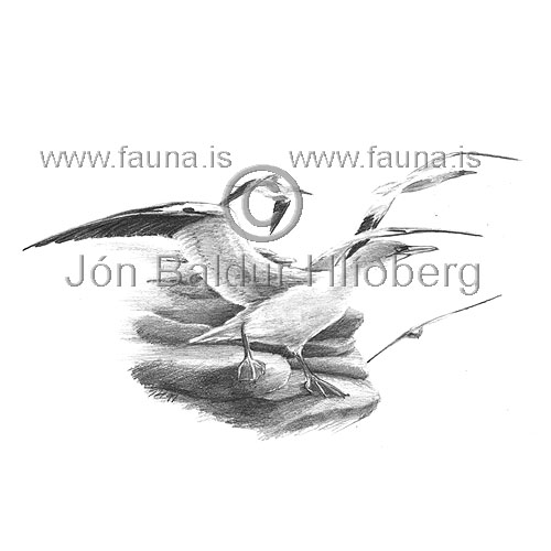 Gannet - Sula bassana - otherbirds - Sulidae