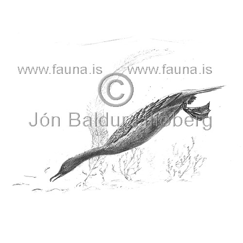 Toppskarfur - Phalacrocorax aristotelis - adrirfuglar - Skarfatt