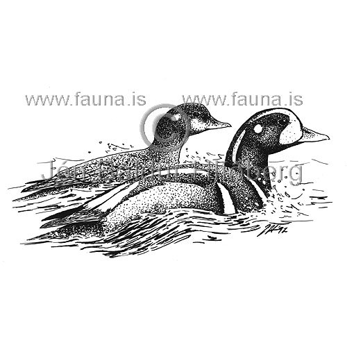 Harlequin Duck - Histrionicus histrionicus - ducksandallies - Anatidae