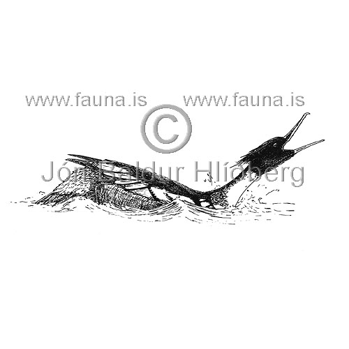 Red-breasted Merganser - Mergus serrator - ducksandallies - Anatidae