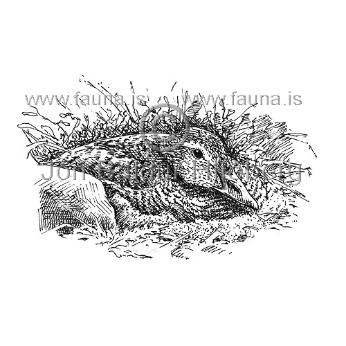  Common Eider -  Somateria mollissima - ducksandallies - Anatidae