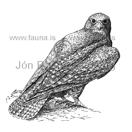 Gyrfalcon - Falco rusticolus - birdsofprey - Falconidae