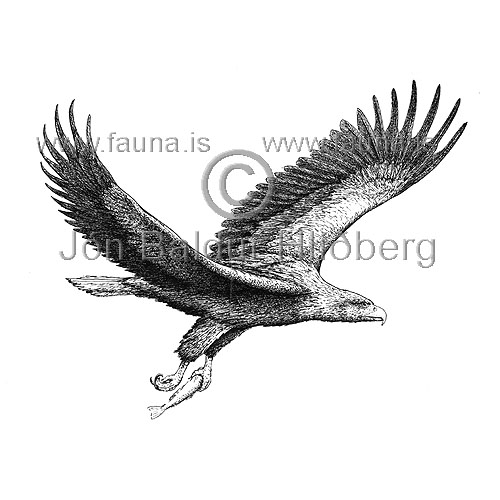 White-tailed Eagle - Haliaetus albicilla - birdsofprey - Accipitridae