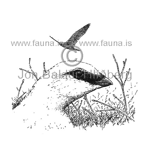 Rjpa - Lagopus mutus - adrirfuglar - Orratt