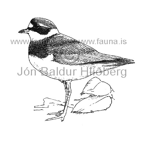 Ringed Plover - Charadrius hiaticula - Waders - Scolopacidae