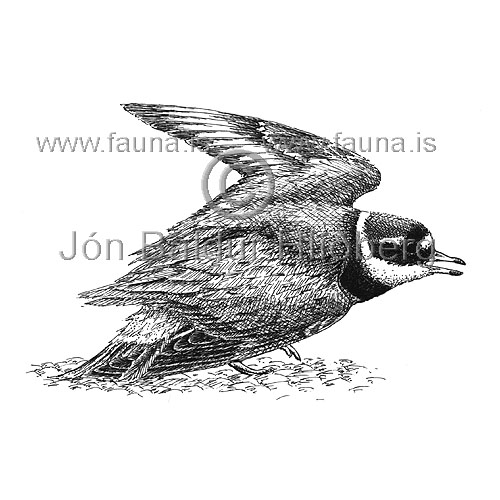 Ringed Plover - Charadrius hiaticula - Waders - Scolopacidae