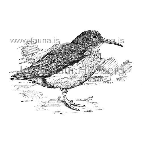 Purple Sandpiper - Calidris maritima - Waders - Scolopacidae