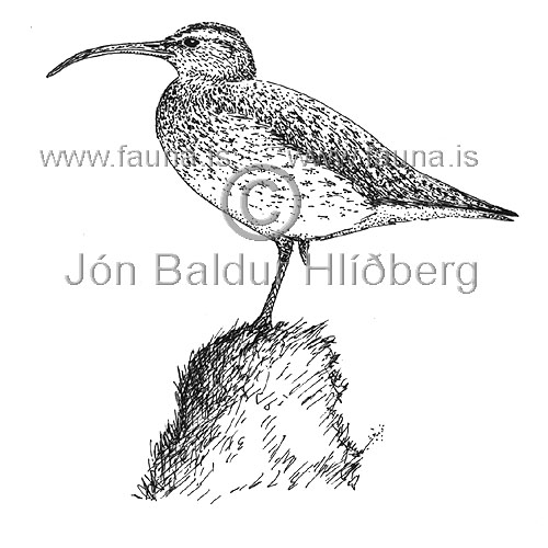 Whimbrel - Numenius phaeopus - Waders - Scolopacidae