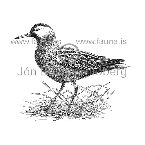 Grey Phalarope Red Phalarope - Phalaropus fulicarius - Waders - Scolopacidae