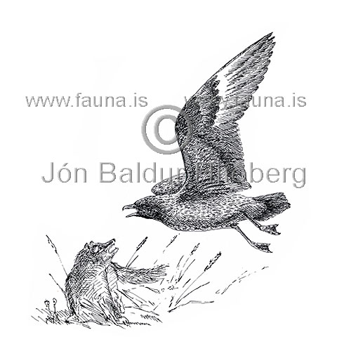 Great Skua - Stercorarius skua - Gulls - Stercorariidae