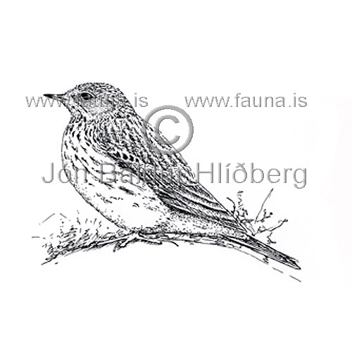 Meadow Pipit - Anthus pratensis - Passerines - Turdidae