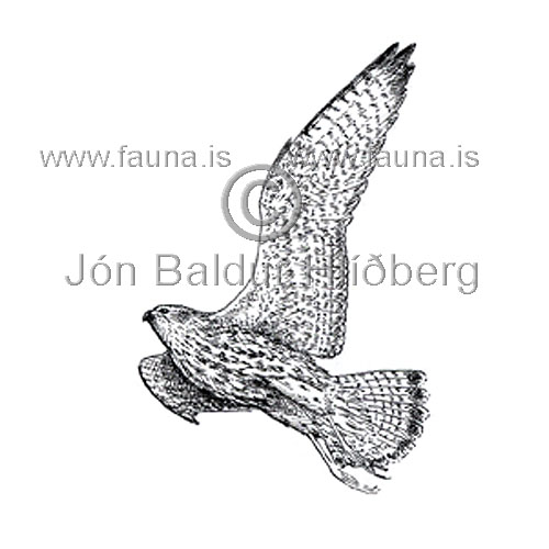 Merlin - Falco columbarius - birdsofprey - Falconidae