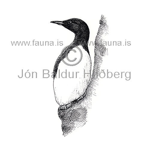 Brnnichs Guillemot - Uria lomvia - Alcids - Alcidae