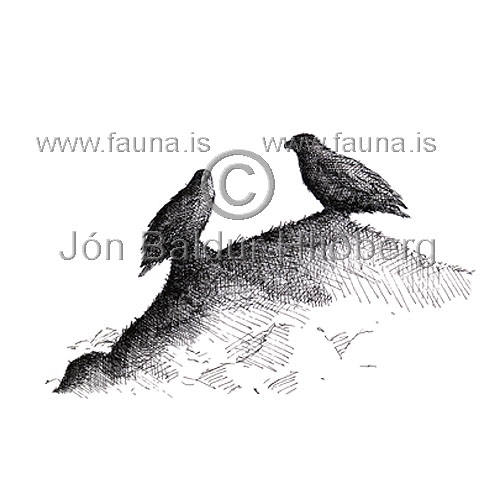 Hafrn - Haliaeetus albicilla - ranfuglar - Haukatt