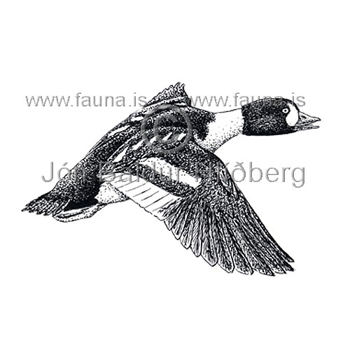 Barrow's Goldeneye - Bucephala islandica - ducksandallies - Anatidae